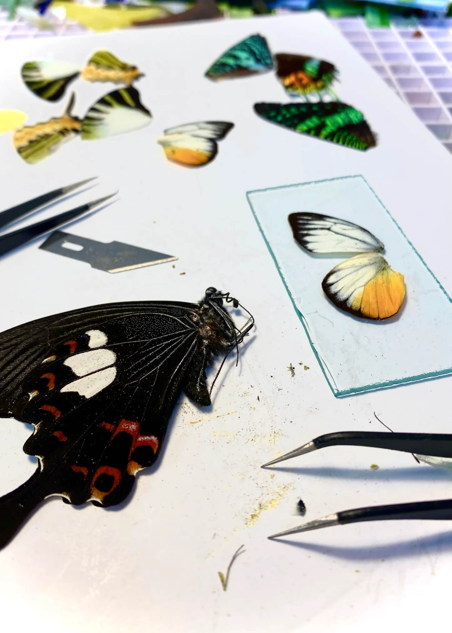 Workshop vlinders in glas-in-lood - Foto