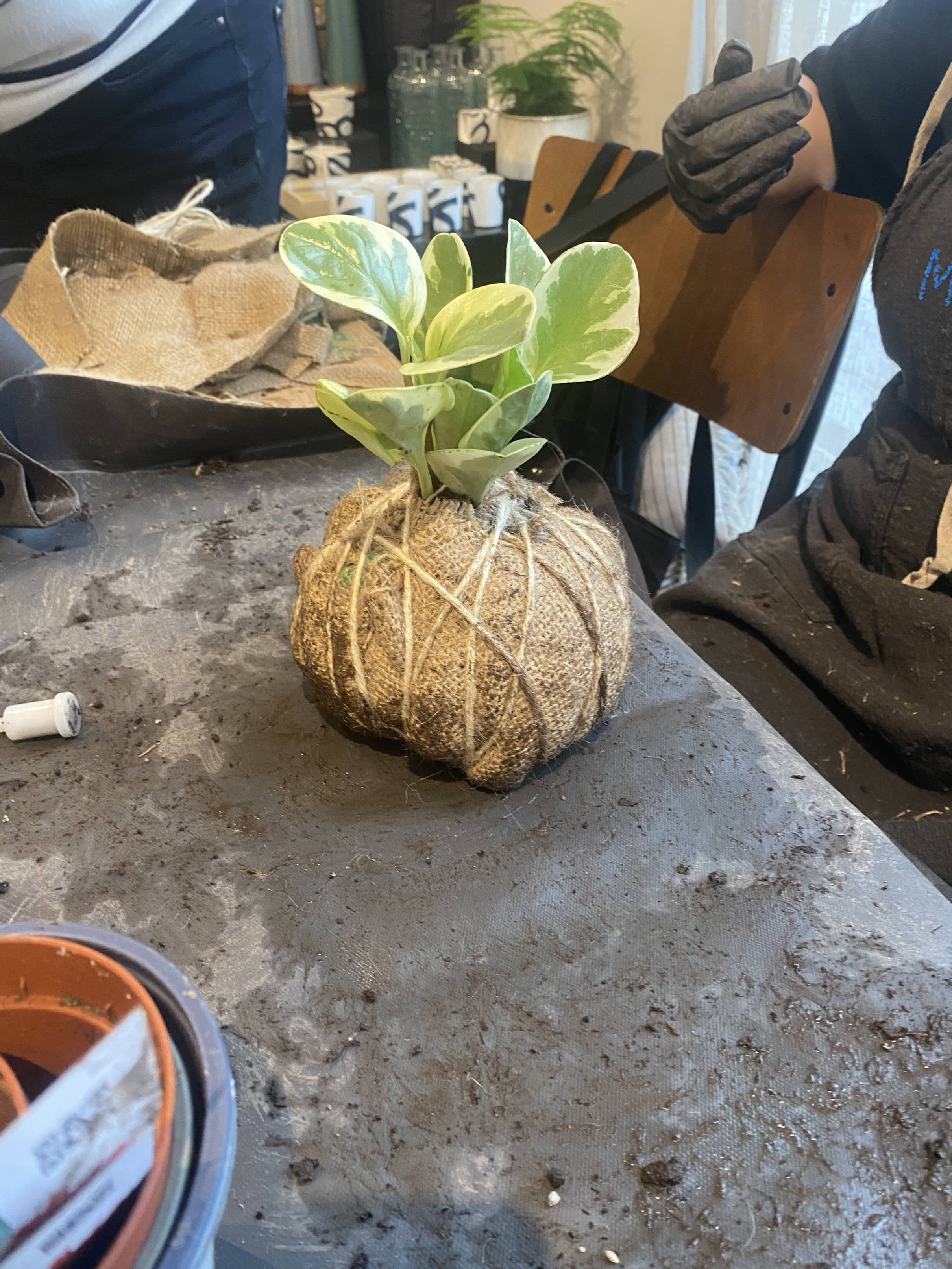 🌿 Kokedama Workshop – Teambuilding Editie - Foto