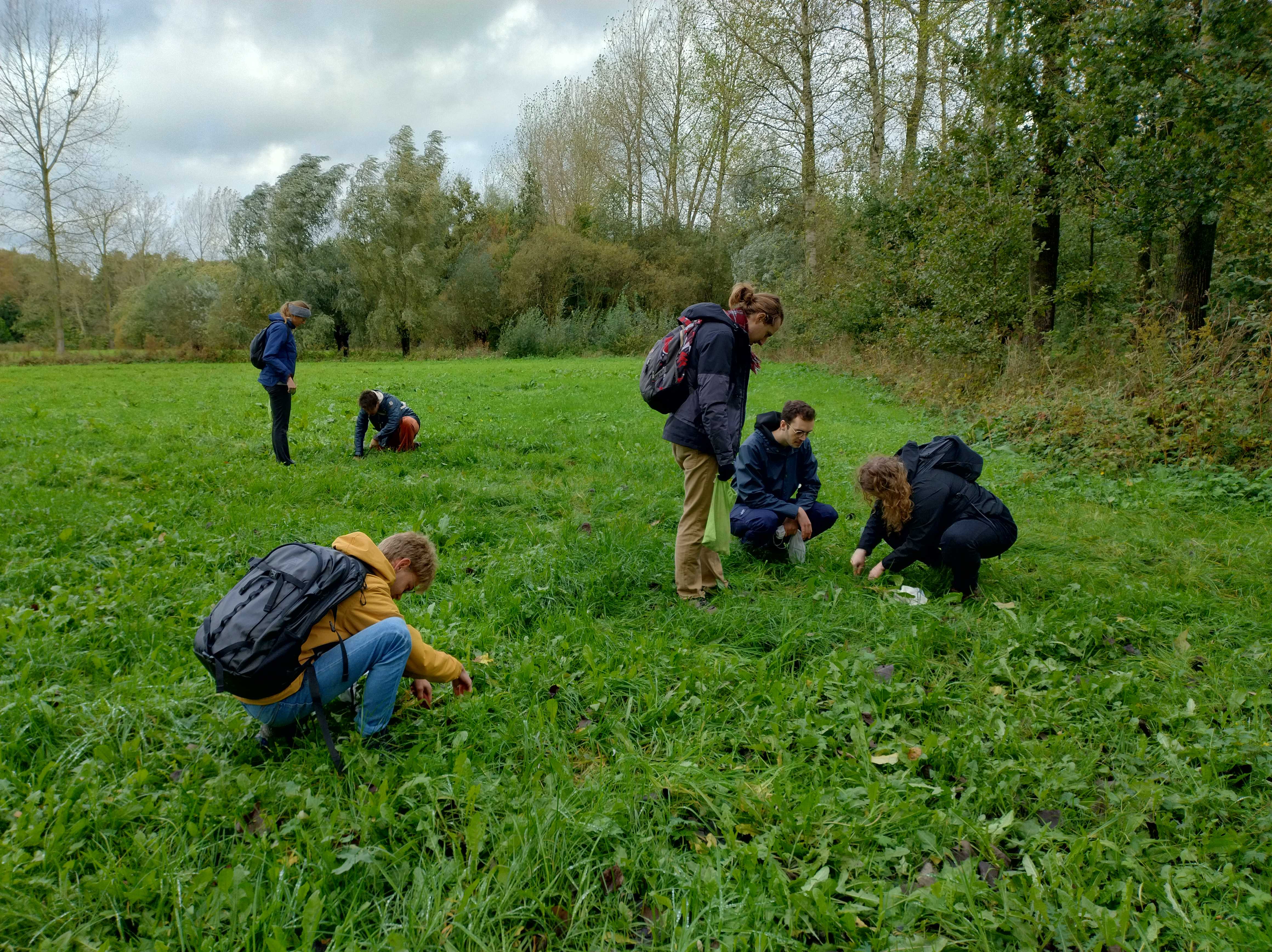 Wild foods - Foto