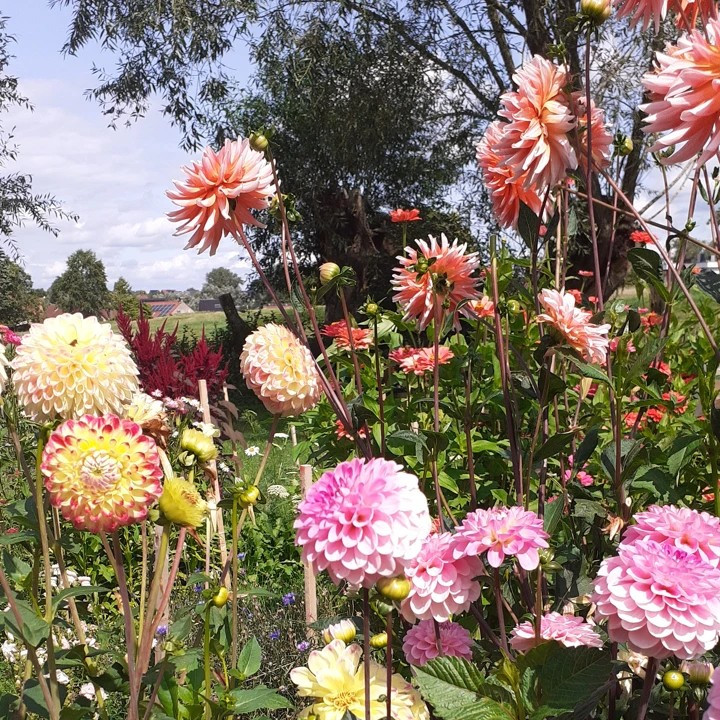 Breakfast & Flowers - Dahlia editie - Foto