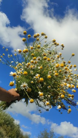 Botanische tegels maken - Foto