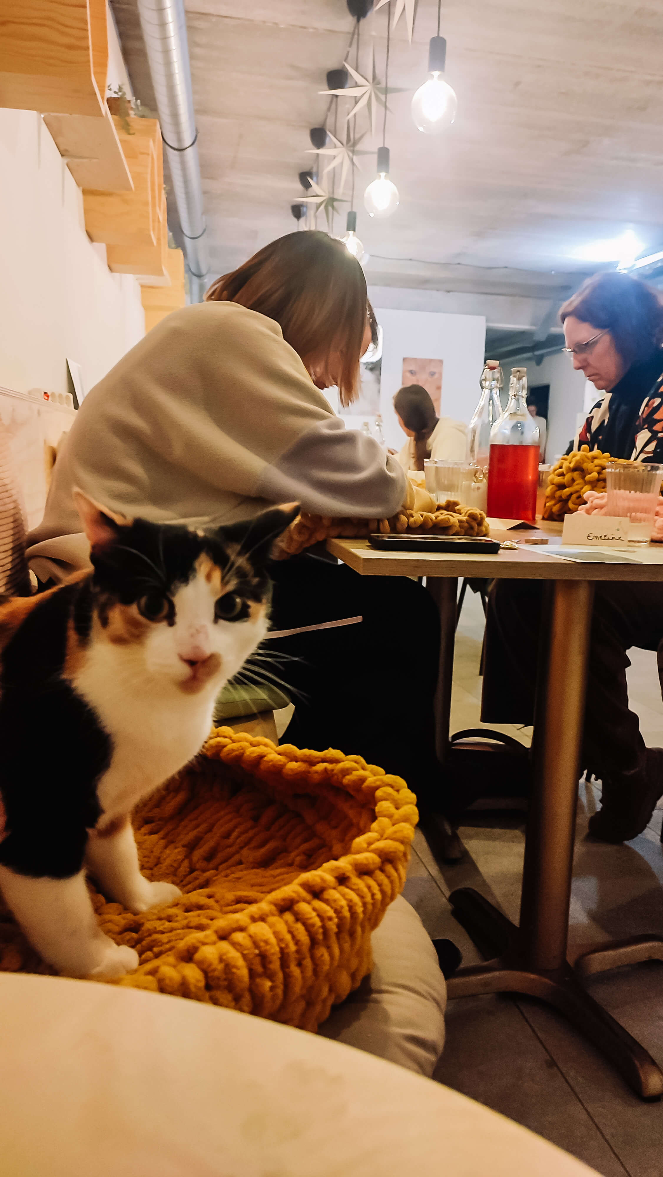 Kattenmand handbreien.. tussen de katten! - Foto