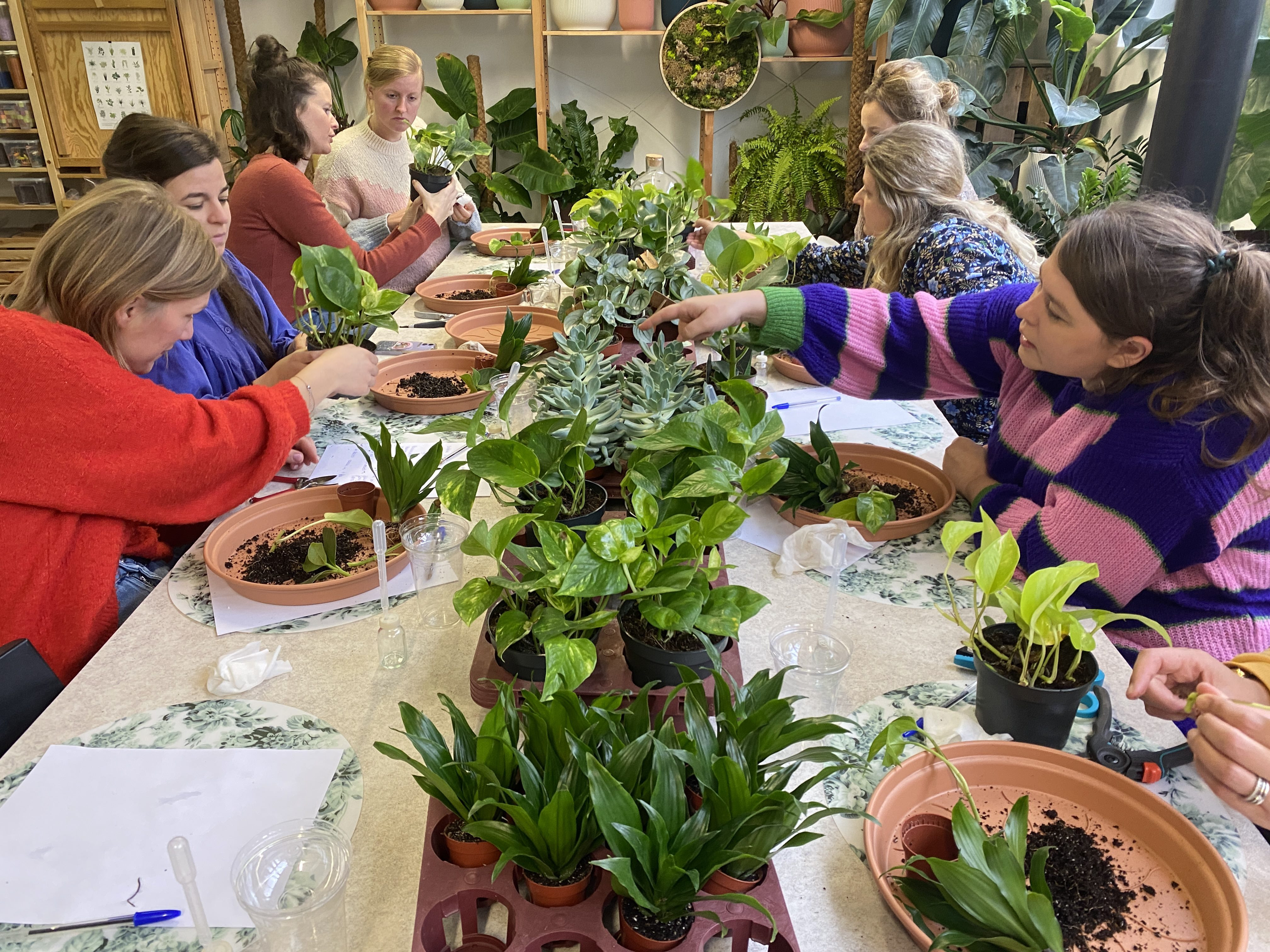 Workshop Kamerplanten verzorgen en verpotten - een complete basis - Foto