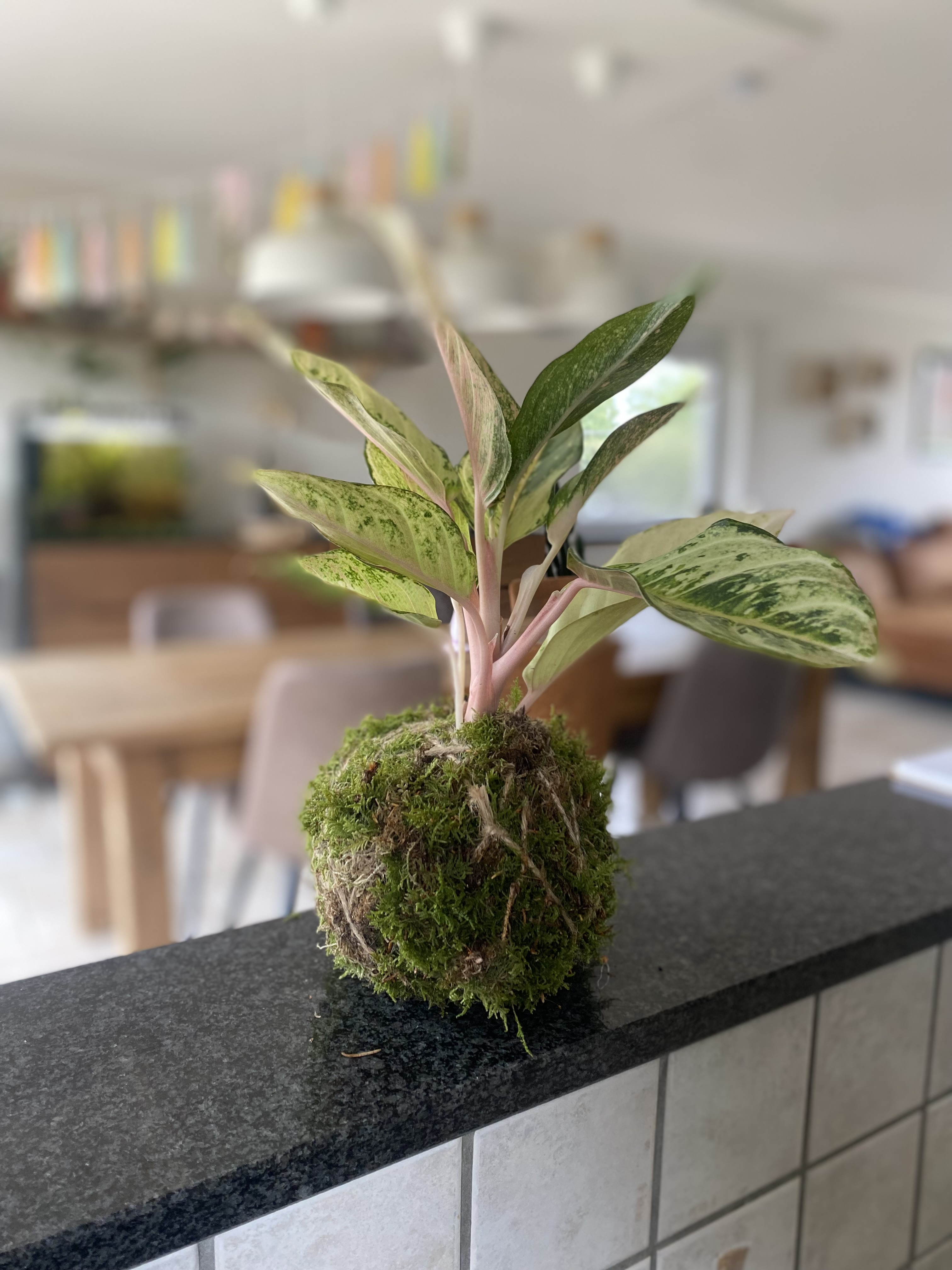 Workshop Kokedama's maken 🪴 - Foto