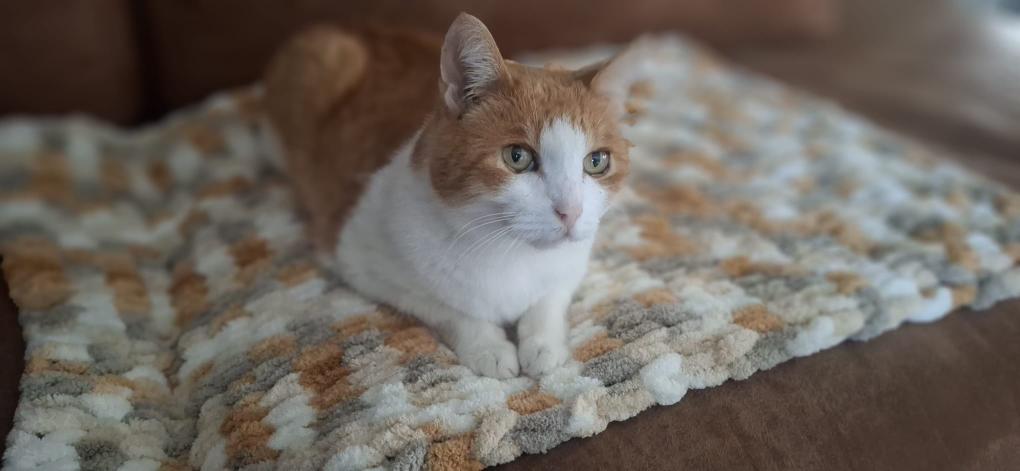 🐾 Lusjes, wol & kattenknuffels – kattendekentje handbreien in Cats 'n Cups