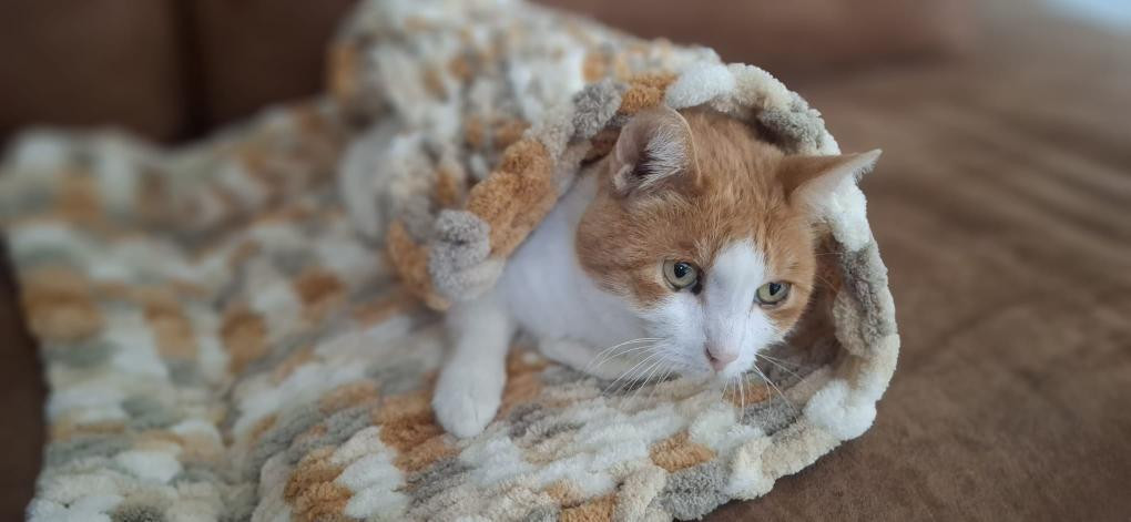🐾 Lusjes, wol & kattenknuffels – kattendekentje handbreien in Poescafé - Foto