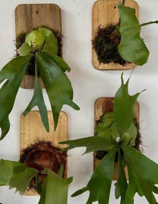 Botanische decoratie maken met je vrienden