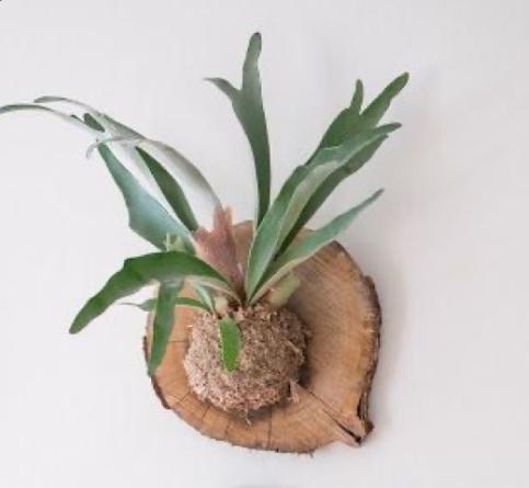 Maak een hangende plant op hout (mounted plant) - Foto