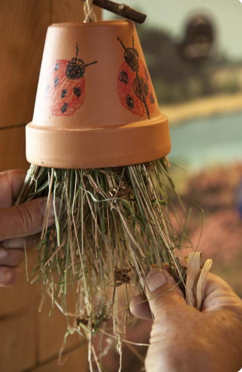 Mini Natuurproject – Creëer je eigen huisje voor nuttige insecten 🐝 - Foto