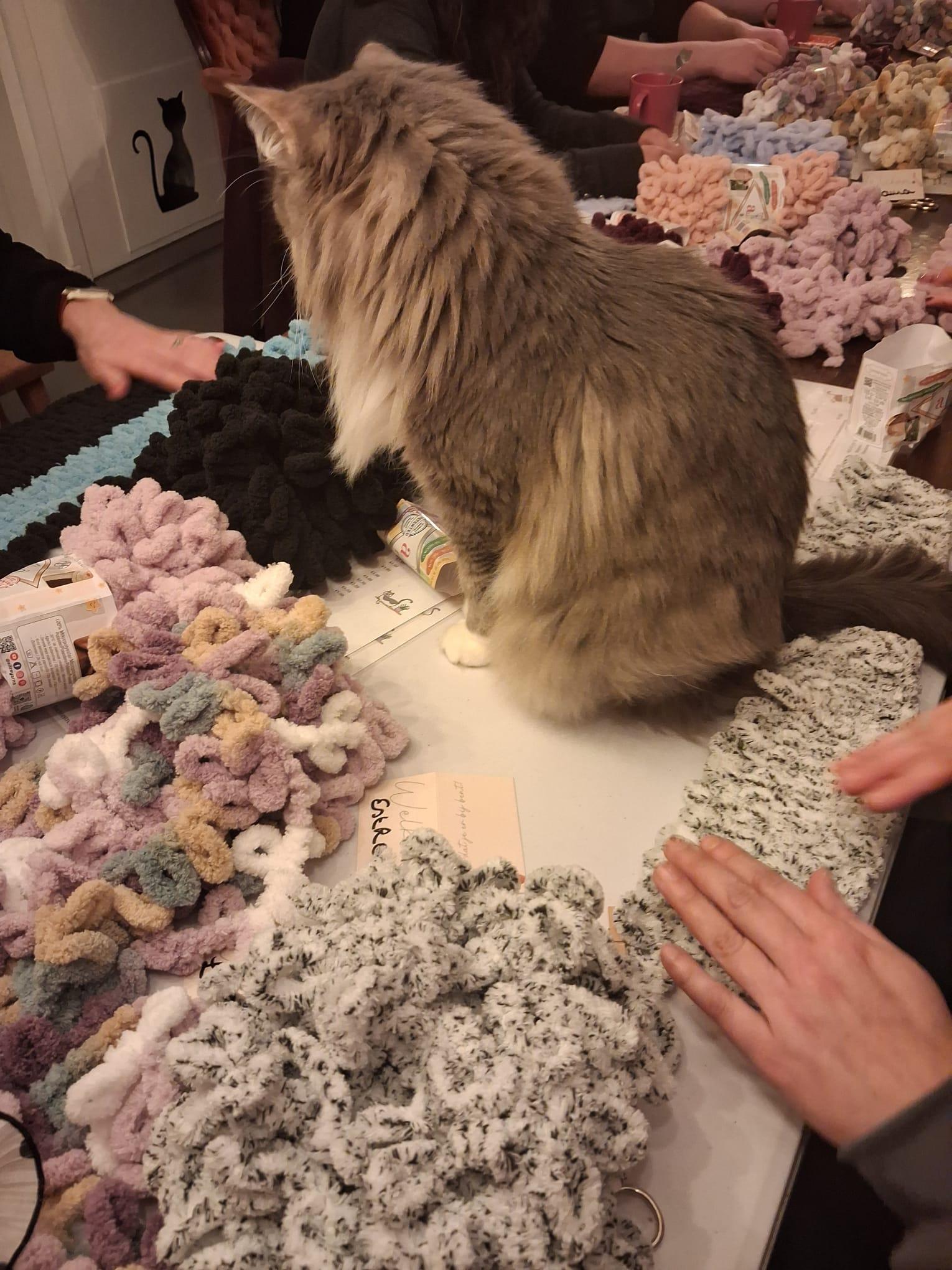 🐾 Lusjes, wol & kattenknuffels – kattendekentje handbreien in Poescafé - Foto