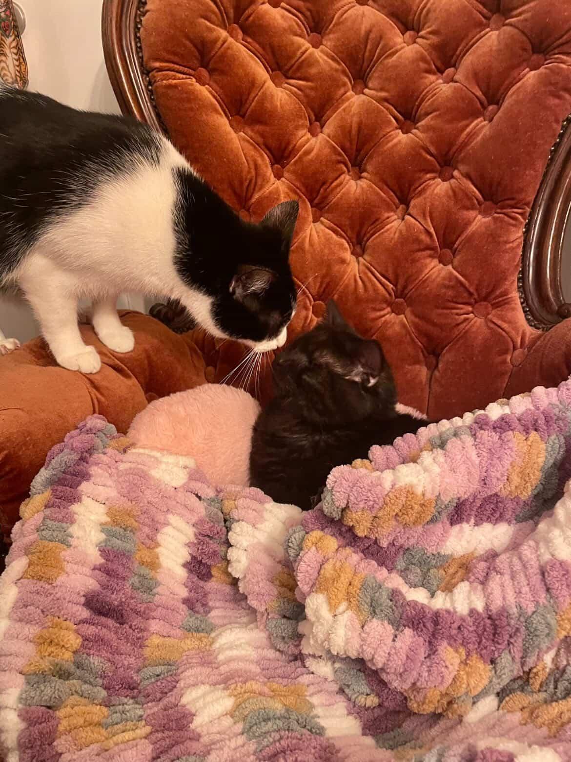 🐾 Lusjes, wol & kattenknuffels – kattendekentje handbreien in Poescafé - Foto
