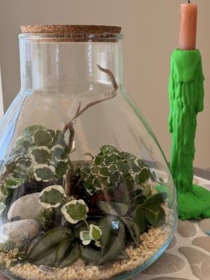 workshop terrarium / mini jungle
