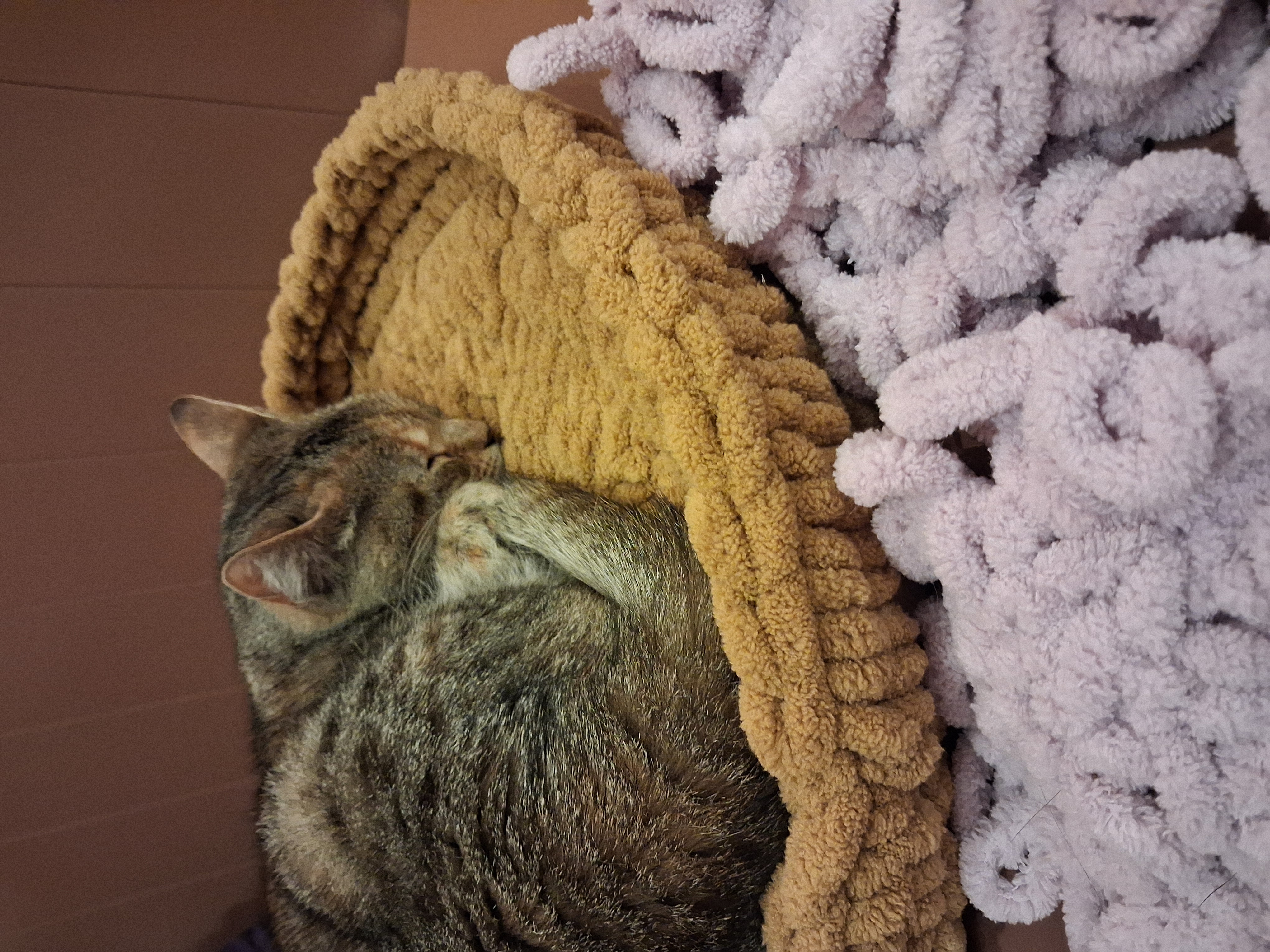 Kattenmand handbreien.. tussen de katten!