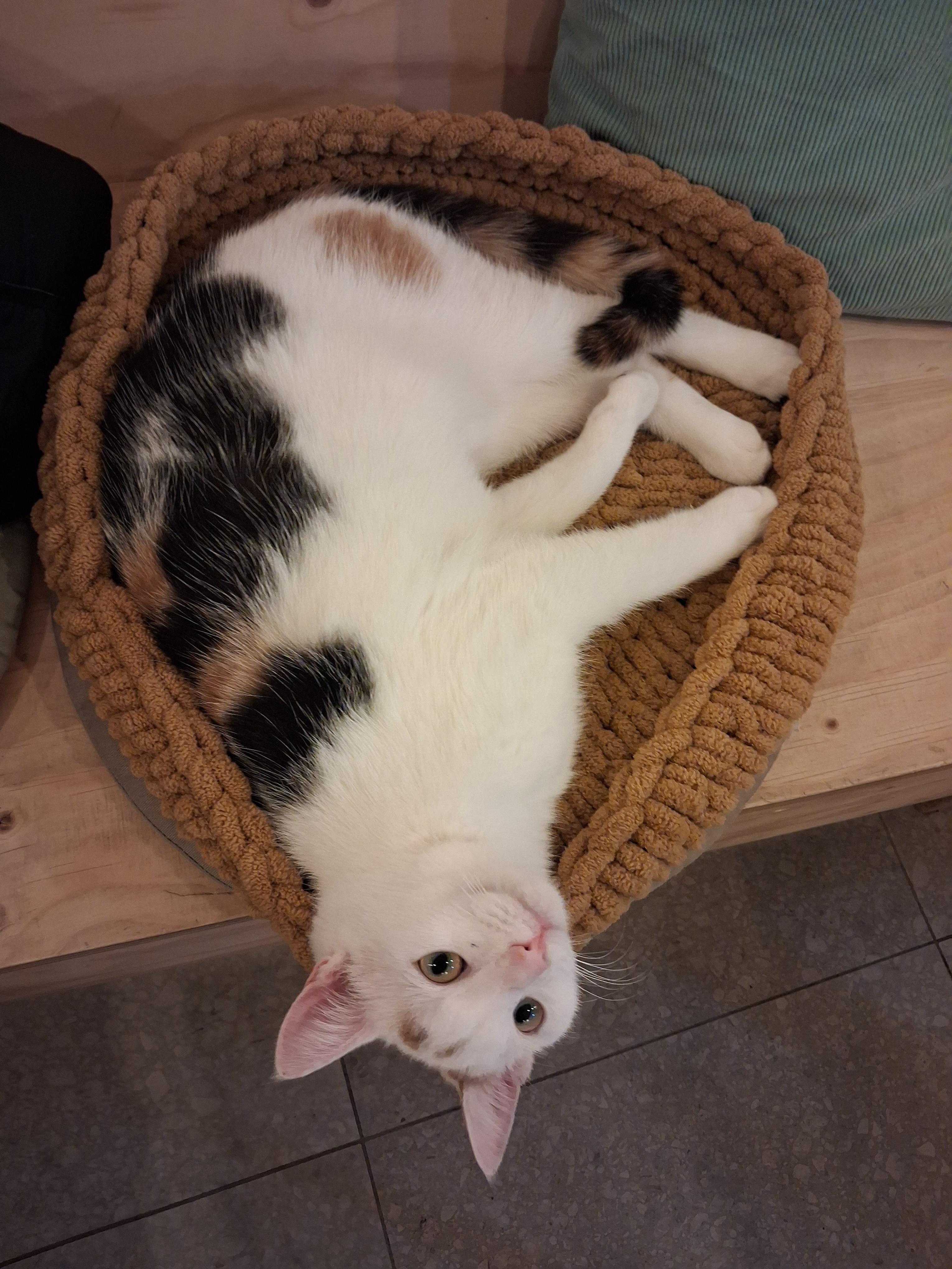 Kattenmand handbreien.. tussen de katten! - Foto