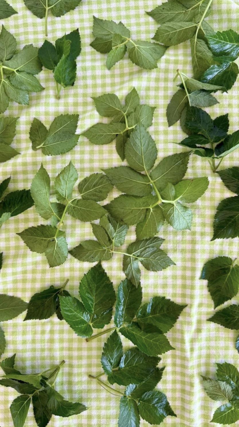 🌿 Winterproof met kruiden - Natuurlijke immuniteit voor de donkere maanden - Foto