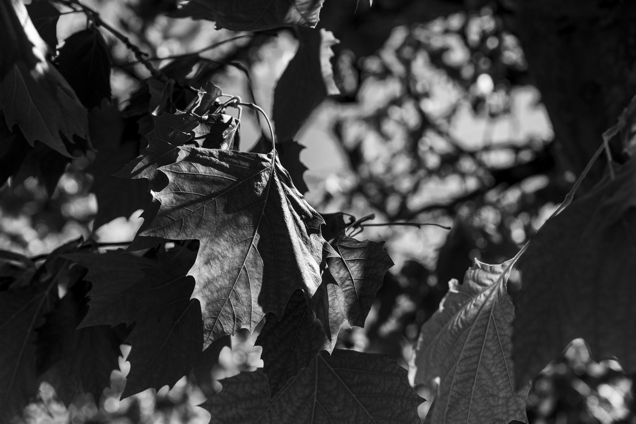 Fotografie Workshop - Compositie in Halle - Foto