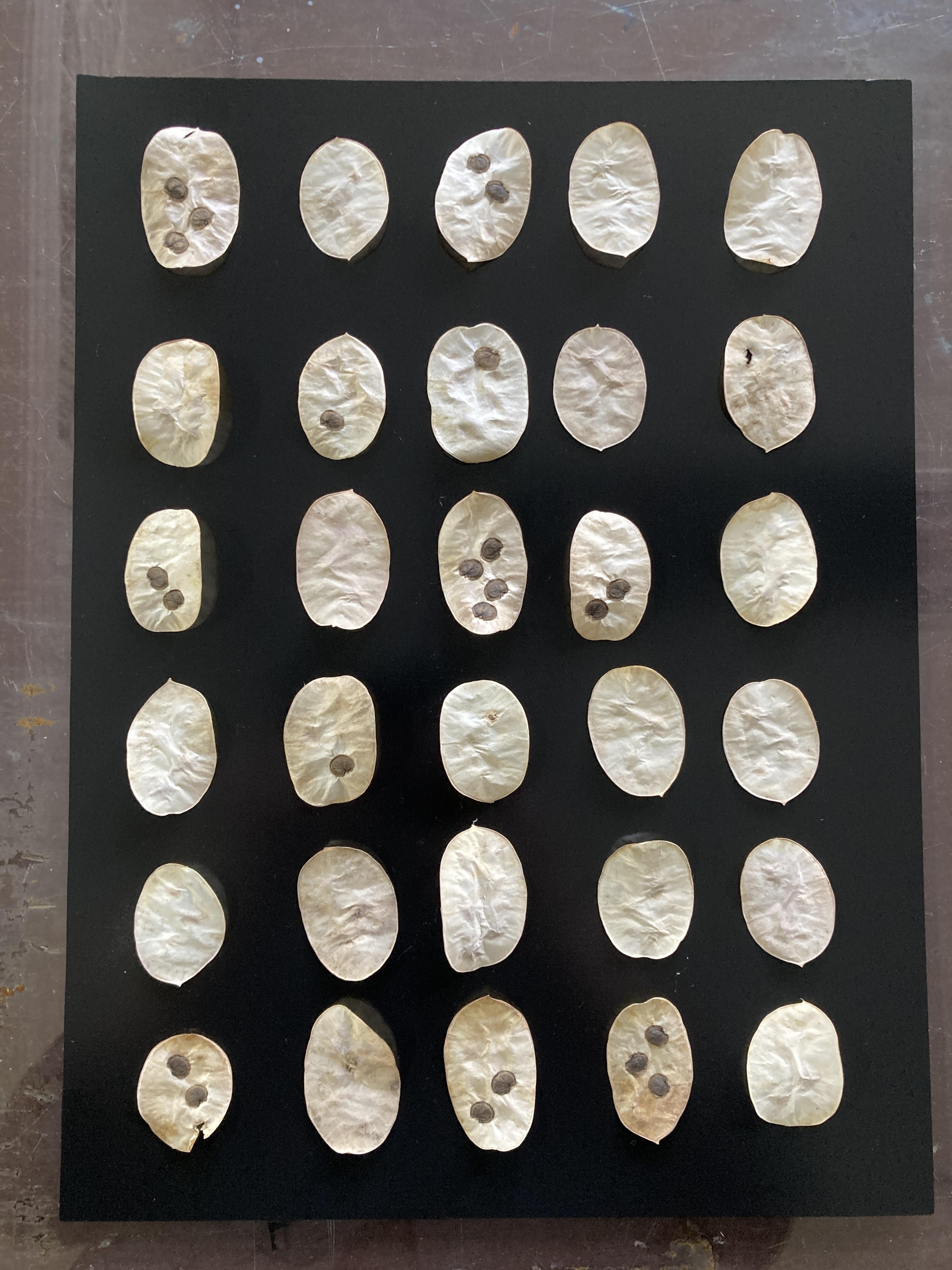 Monotype - eerste kennismaking - herfstbladeren en herfstvruchten - Foto