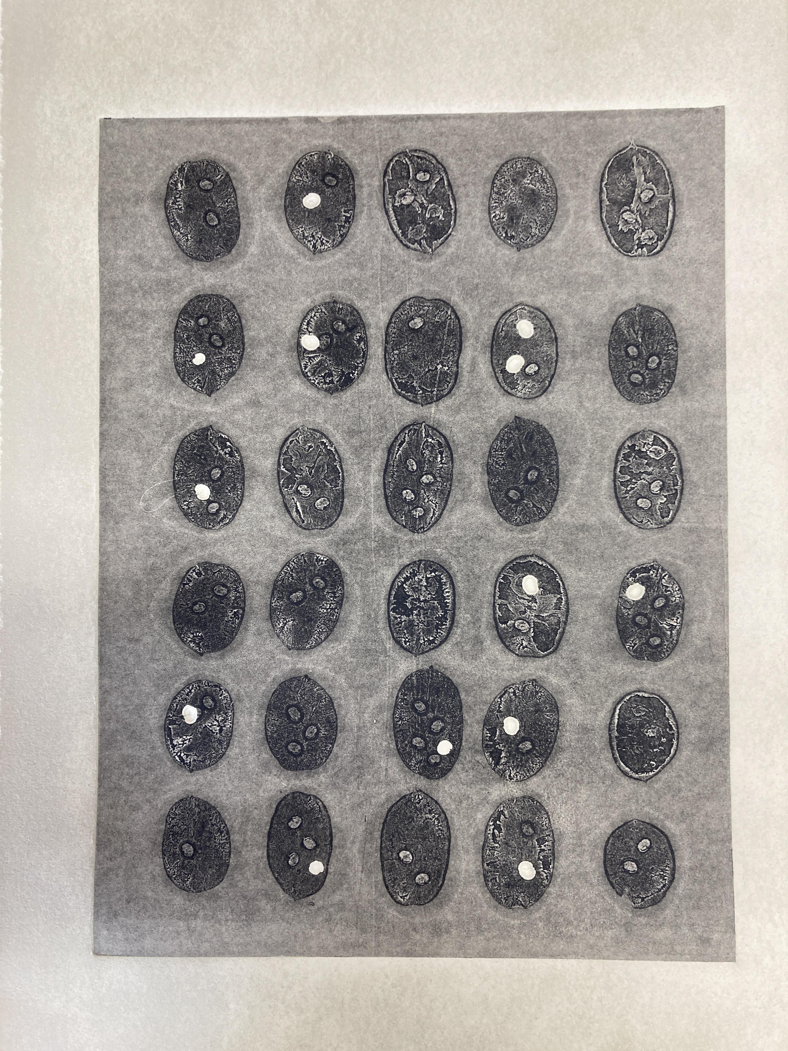 Monotype - eerste kennismaking - herfstbladeren en herfstvruchten - Foto