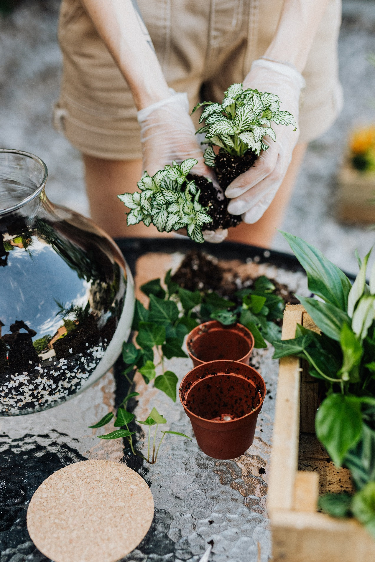 Workshop Terrarium maken & verzorgen (groepsaanvraag) - Foto
