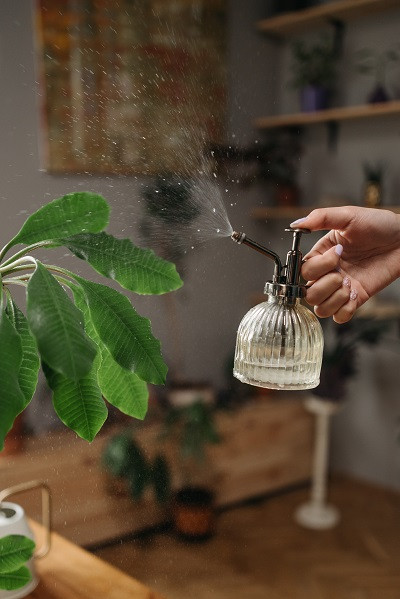 Workshop Terrarium maken & verzorgen (groepsaanvraag) - Foto