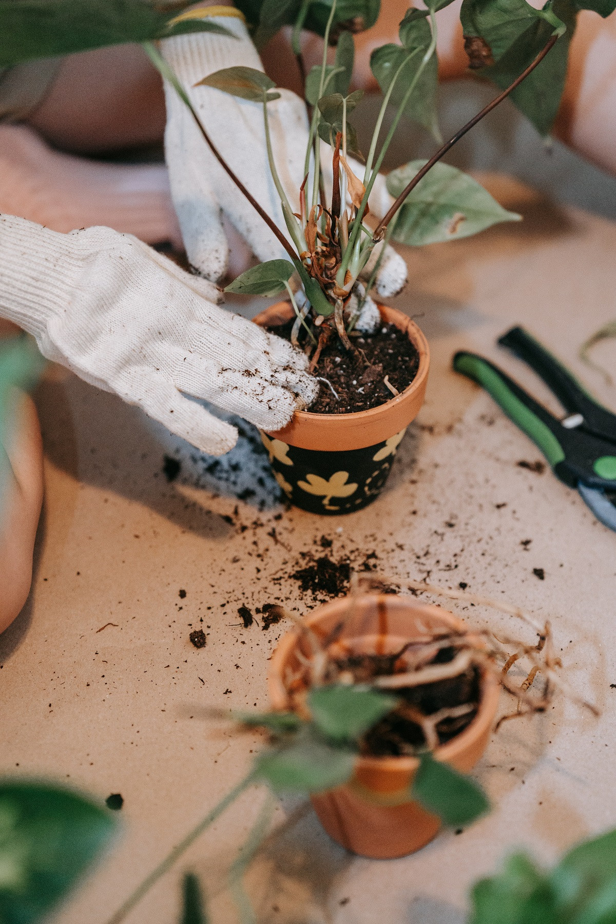 Workshop Kamerplanten verzorgen en verpotten voor beginners (groepsaanvraag) - Foto