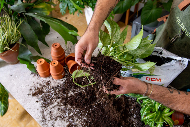 Workshop kamerplanten verzorgen & verpotten