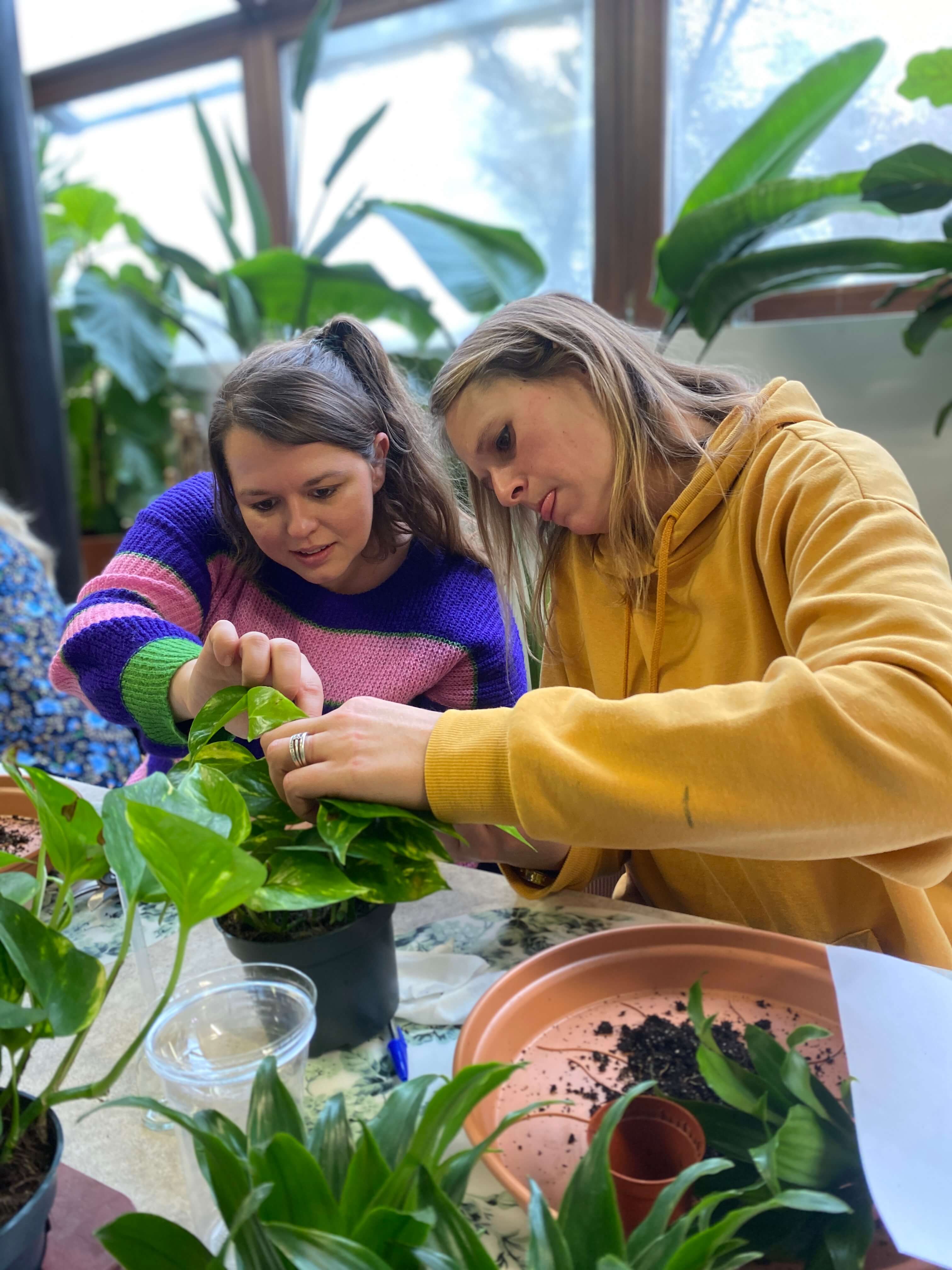 Workshop Kamerplanten verzorgen en verpotten - een complete basis - Foto
